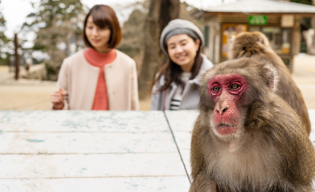 国立公園 高崎山自然動物園
