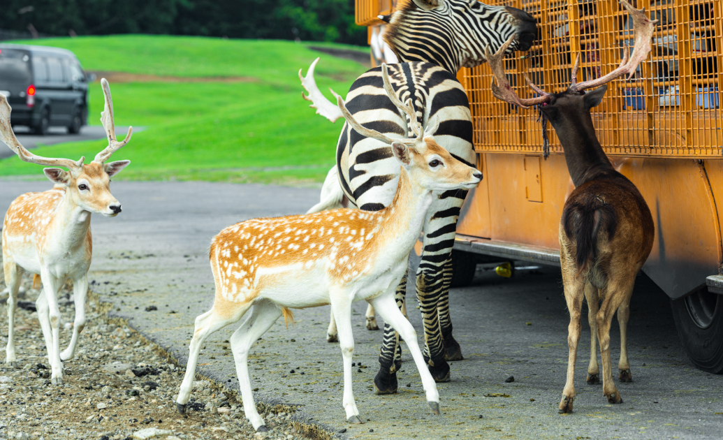 九州自然動物公園 アフリカンサファリ