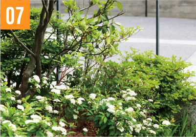 豊かな植栽計画